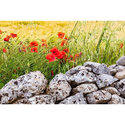 Italy-Apulia-Province of Taranto-Laterza Field of barley with poppies and an old stone wall